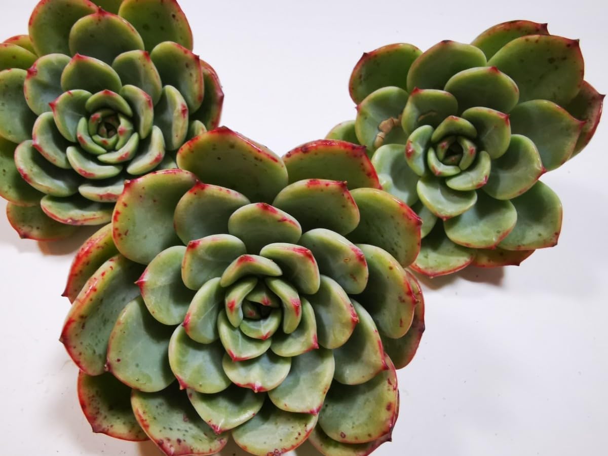 Amazon.co.jp: 巨大なテンマイル 5苗セット 韓国苗多肉植物 : おもちゃ